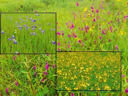 Kas Plateau of Kolhapur; The fragrance of wild flowers blooms in Kitwade in Ajraj, tourists are attracted by different species of flowers | कोल्हापूरचे कास पठार; किटवडेत बहरला रानफुलांचा सुगंध, विविध प्रजातींच्या फुलांनी पर्यटक आकर्षित