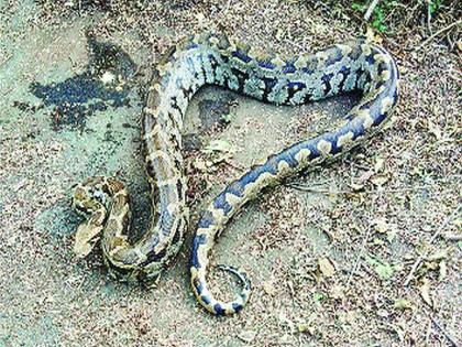 The nine-foot-tall dragon found in Nerul | नेरुळमध्ये आढळला नऊ फूट लांब अजगर