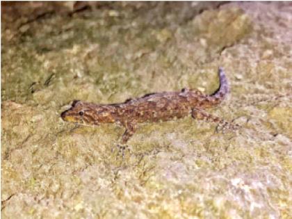 The smallest sail of the ‘Nimaspis’ species seen on Rajgad; Named after the fort | राजगडावर दिसली ‘निमास्पिस’ प्रजातीमधील सर्वात लहान पाल; गडाच्या नावाने नामकरण