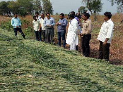 Khamgaon: A survey of crop damage due to hail caused by Akash Fundkar | खामगाव : आकाश फुंडकर यांनी केली गारपिटीमुळे झालेल्या पिकांच्या नुकसानाची पाहणी