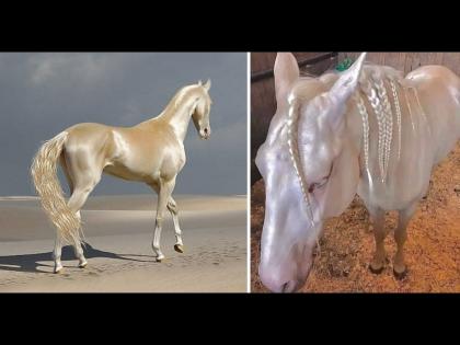 Horse breed of Akhal Teke worlds most beautiful Horse, know the price | हा आहे जगातील सर्वात सुंदर घोडा, किंमत वाचून व्हाल अवाक्...