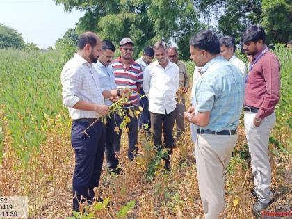 collector reached the farmer Inspected crop conditions | जिल्हाधिकारी पोहोचले शेतीच्या बांधावर; पीक परिस्थितीची केली पाहणी!