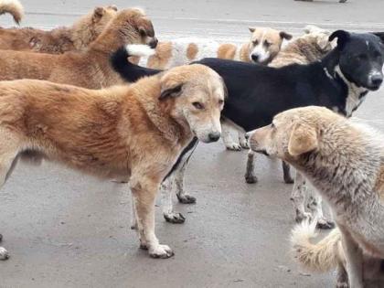 The corporation rushed for the collection of stray dogs | भटक्या श्वानांच्या बंदाेबस्तासाठी मनपा सरसावली