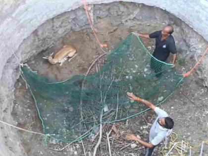 Rescue the deer by descending into a 25 feet deep well in akola | २५ फूट खोल विहिरीत उतरून हरणाला जीवदान