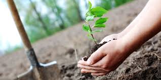 Akola MIDC has decided to plant 27,000 trees! | अकोला एमआयडीसीने घेतला २७ हजार वृक्ष लागवडीचा संकल्प!