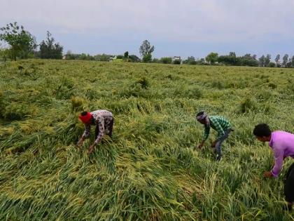 Panchnama of crop damage with houses in Akola district started! | अकोला जिल्ह्यात घरांसह पीक नुकसानीचे पंचनामे सुरु !