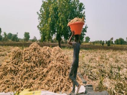 Orange alert to the district Chance of rain Forecast of Regional Meteorological Department, farmers panic | जिल्ह्याला ऑरेंज अलर्ट! पावसाची शक्यता; प्रादेशिक हवामान विभागाचा अंदाज, शेतकरी धास्तावला