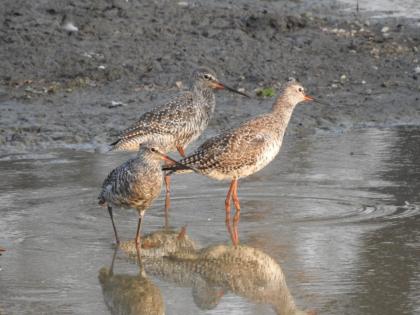 sighting of rare spotted surma bird on the water banks of akola | अकोल्यातील पाणवठ्यांवर दुर्मीळ ठिपकेदार सुरमा पक्ष्याचे दर्शन