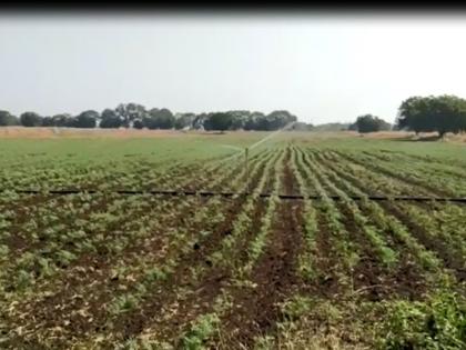 Irrigation Crop of Harvest | हरभऱ्याचे पीक तुषार सिंचनावर; हिवाळी, उन्हाळी पिकांना धरणातून पाणी पुरवठा बंद