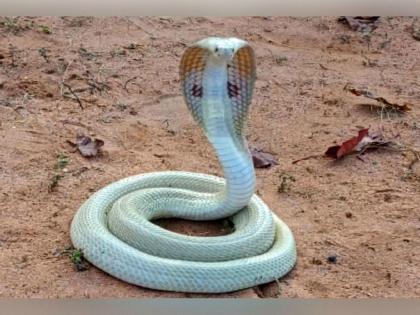 Rare white albino cobra snake found in Sironcha, released safely in forest | सिरोंचात आढळला दुर्मीळ पांढरा साप, सुरक्षित सोडला जंगलात