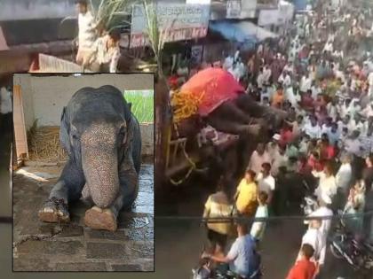 Popular Usharani elephant in Bedkihal passes away; A deluge of crowds for the funeral | बेडकिहाळ येथील लोकप्रिय उषाराणी हत्तीचे निधन; अंत्यदर्शनासाठी गर्दीचा महापूर