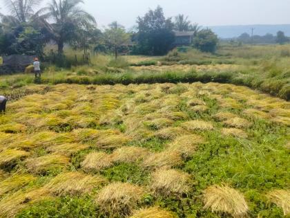 rice production and rate of harvesting increased in alibaug | भात कापणीचा दर वाढल्याने बळीराजा हवालदिल, भातपीकाचे उत्पादन वाढले