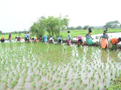 bhat lavani in alibag raigad | ग्रामीण भागात भातलावणीचा उत्सव न्यारा