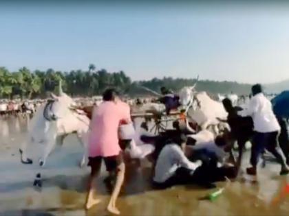 three injured in bullock cart race accident audience runaway confusion | बैलगाडी शर्यत अपघातात तिघे जखमी; प्रेक्षकांची पळापळ, गोंधळ