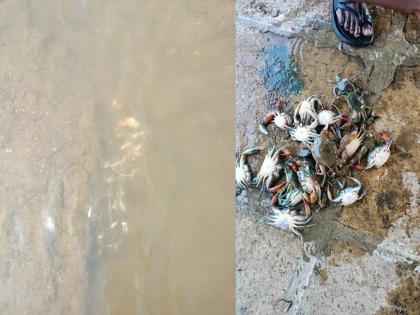 various species of fish including crabs die due to contaminated water | दूषित पाण्यामुळे खेकड्यासह विविध जातीचे मासे मृत्युमुखी