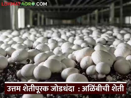 अनेक आजारांवर गुणकारी, अळिंबीला सर्वाधिक मागणी, वाचा अळिंबी शेतीची A टू Z माहिती