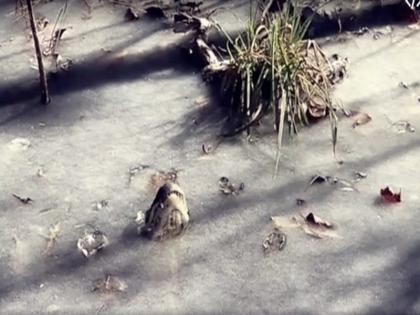 alligators survive in a frozen lake video goes viral | VIDEO: थंडीमुळे तलावातील पाण्यासोबत मगरीही गोठल्या, व्हिडीओ व्हायरल