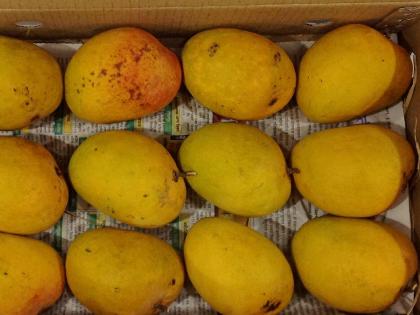 First box of Alphonso mangoes arrived in market so we can eat them in Diwali itself | यंदा दिवाळीतच चाखा हापूस आंब्याची चव; पहिली पेटी बाजार समितीत दाखल; जुलै महिन्यातच मोहर