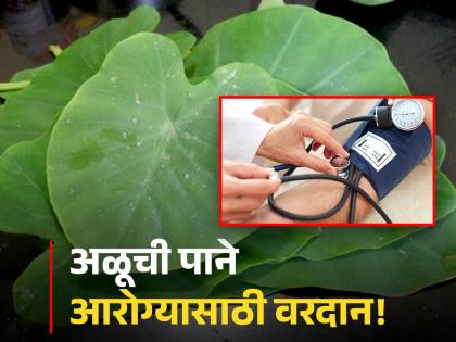 benefits of eating taro leaves prevent blood pressure also improve digestion know some tips | अळूची भाजी खा... आजारांना दूर पळवा; औषध न घेता ब्लड प्रेशर राहील कंट्रोलमध्ये...