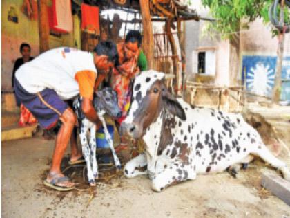 The cow gave birth to a calf | ढवळीने दिला गोकुळीला जन्म; मुके मातृत्व जिंकले