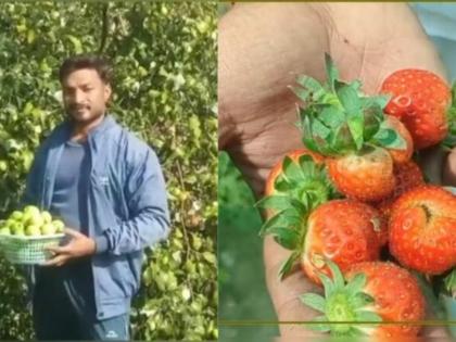 Aman Kumar left the job of 30 lakhs to cultivate strawberries | जबरदस्त! 30 लाखांचं पॅकेज सोडून तरुणाने सुरू केली स्ट्रॉबेरीची शेती; आता होतेय बंपर कमाई