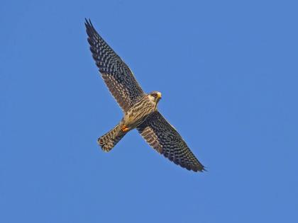 अद्भुत..! न खाता-पिता, न थांबता सहा दिवस सलग ६,१०० किमी उड्डाण, निसर्गाचा असाही एक चमत्कार