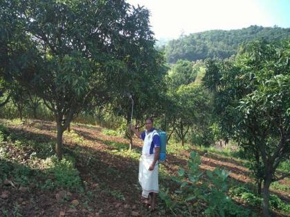 Satpuradaya started the watch of mango season | सातपुडय़ाला लागले आंबा हंगामाचे वेध