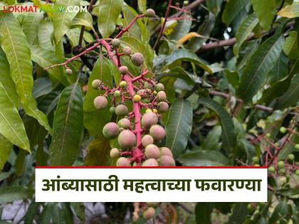To prevent fruit drop and re-bloom problems in mango crops, do these important sprays | आंबा पिकातील फळगळ व पुन्हा मोहोर येण्याची समस्या टाळण्यासाठी करा 'ह्या' महत्वाच्या फवारण्या To prevent fruit drop and re-bloom problems in mango crops, do these important sprays | आंबा पिकातील फळगळ व पुन्हा मोहोर येण्याची समस्या टाळण्यासाठी करा 'ह्या' महत्वाच्या फवारण्या
