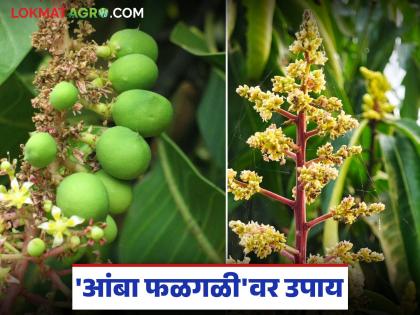 Very important advice to prevent fruit rot problem in mango crop; Do 'this' spray? | आंबा पिकातील फळगळीची समस्या रोखण्यासाठी अत्यंत महत्वाचा सल्ला; करा 'ह्या' फवारण्या? Very important advice to prevent fruit rot problem in mango crop; Do 'this' spray? | आंबा पिकातील फळगळीची समस्या रोखण्यासाठी अत्यंत महत्वाचा सल्ला; करा 'ह्या' फवारण्या?