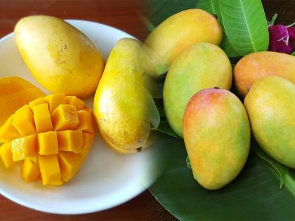 taste of mango remains even in the rain sale of neelam and mallika mangoes in the goa market | पावसातही आंब्याची चव कायम; नीलम व मल्लिका आंब्यांची बाजारपेठेत विक्री 