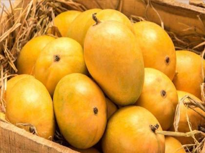 The mango market will be filled in Holland, London | कोकणचा हापूस सातासमुद्रापार; हाॅलंड, लंडनमध्ये भरणार 'आंबा बाजार'