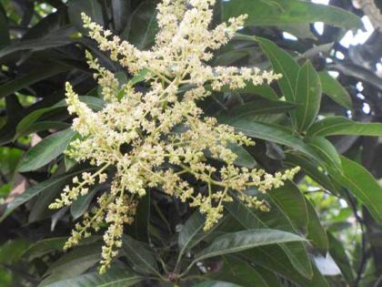 Agriculture; Due to favorable weather this time the mangoes bloom late | Agriculture; अनुकूल हवामानामुळे यंदा आंब्याला उशिरा मोहोर