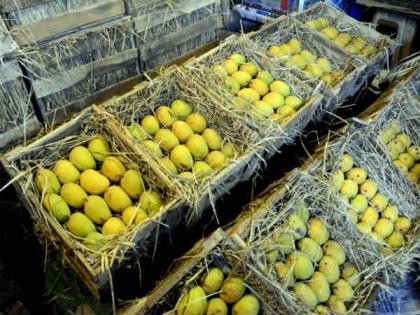 it seems like hapus but mangoes in the market are from karnataka and from hyderabad | दिसतो हापूस..! बाजारात आंबा मात्र कर्नाटकाचा अन हैद्राबादचा 