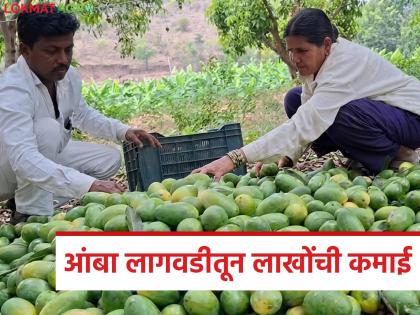 Latest news amba lagvad Lack of water, rocky land earning lakhs from mango cultivation | दहा वर्षांची मेहनत फळाला आली, पडीक जमिनीतून सोनं उगवलं, आंबा लागवडीतून लाखोंची कमाई Latest news amba lagvad Lack of water, rocky land earning lakhs from mango cultivation | दहा वर्षांची मेहनत फळाला आली, पडीक जमिनीतून सोनं उगवलं, आंबा लागवडीतून लाखोंची कमाई