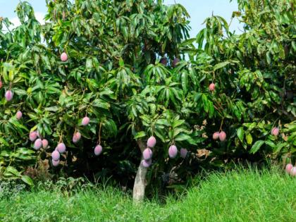 There was a quarrel between the mango tree and the grass, who won? Read this story! | आम्रवृक्ष आणि गवताच्या पातीचे झाले भांडण, यात जिंकले कोण? वाचा ही गोष्ट!