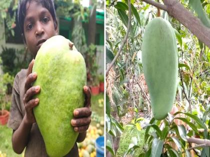 Noorjahan Mango: 4 kg mango in madhya pradesh state, the price of one mango is Rs 2000 | Noorjahan Mango: या राज्यात आढळतो 4 किलोचा आंबा, एका आंब्याची किंमत 2000 रुपये