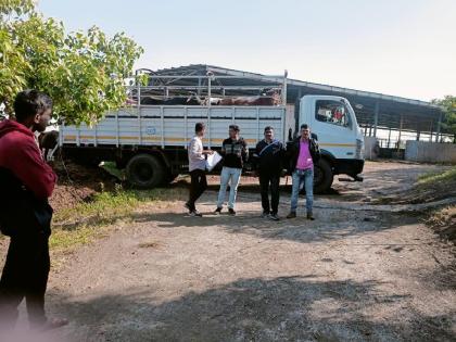 raid on slaughterhouse in Ambajogai; Assets worth 1.52 lakhs seized along with animals | अंबाजोगाईतील कत्तलखान्यावर छापा; जनावरांच्या सुटकेसह सव्वाबारा लाखांचा मुद्देमाल जप्त