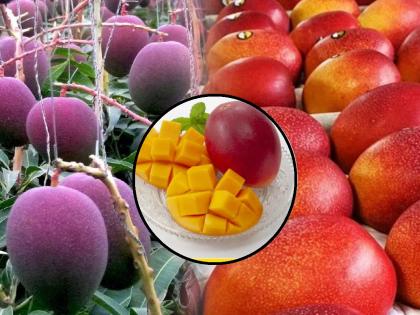 mango miyazaki Expensive Mango: world-most-expensive-mango-costs-more-than-2-lakh-kg | Expensive Mango: 'हा' आहे जगातील सर्वात महाग आंबा, किंमत ऐकून बसेल धक्का...