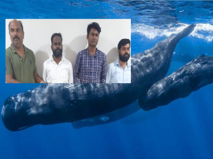 'Ambergris' smugglers in police net in Uttar Pradesh; 10 crore worth whale fish vomit seized | उत्तर प्रदेशात 'एम्बरग्रीस' तस्कर पोलिसांच्या जाळ्यात; 10 कोटींची व्हेल माशाची उलटी जप्त