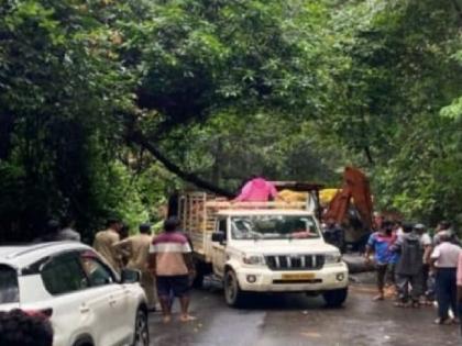 Tree falls in Amboli Ghat, traffic disrupted for some time | Sindhudurg: आंबोली घाटात झाड कोसळले, वाहतूक काही काळ ठप्प Tree falls in Amboli Ghat, traffic disrupted for some time | Sindhudurg: आंबोली घाटात झाड कोसळले, वाहतूक काही काळ ठप्प