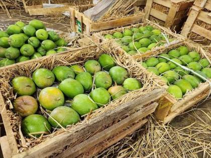 America rejects mangoes worth four crores; Time to throw them away | चार कोटींचे आंबे अमेरिकेने नाकारले; फेकून देण्याची वेळ America rejects mangoes worth four crores; Time to throw them away | चार कोटींचे आंबे अमेरिकेने नाकारले; फेकून देण्याची वेळ