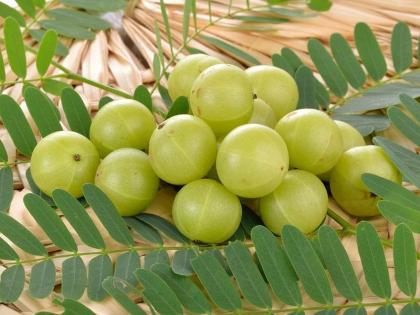 Amla helps controlling blood sugar levels also aid digestion and morning sickness | हाय ब्लड शुगर असो वा तोंडाची दुर्गंधी आवळा ठरतो यावर रामबाण उपाय; कसा ते वाचा!