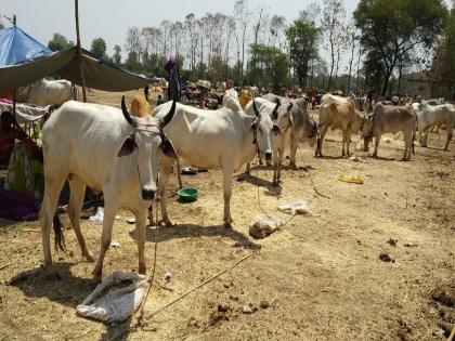 bull market in amravati many pepole visit | दलालविरहीत बैलबाजार, फिरस्ती बाजारात जनावरांना मिळतोय 'लाख' मोलाचा भाव