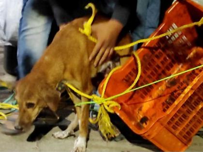 admirable performance of two young men for a dog that fell into a 40 foot deep well | ४० फूट खोल विहिरीत पडलेल्या कुत्र्यासाठी लावली जीवाची बाजी; दोन युवकांची कौतुकास्पद कामगिरी