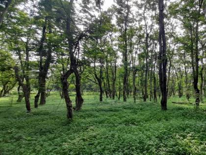 1.92 lakh hectares of forest land missing from records, toll collection for 22 years | १.९२ लाख हेक्टर वन जमीन अभिलेखातून गहाळ, २२ वर्षांपासून टोलवाटोलवी