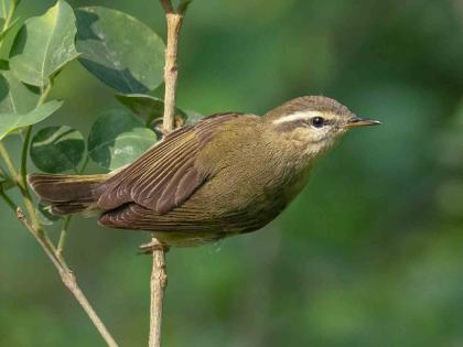 As many as six new bird records in Amravati district in one migration-year | एक स्थलांतर-वर्षात अमरावती जिल्ह्यात तब्बल सहा पक्ष्यांच्या नव्या नोंदी