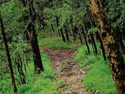 When will Divisional Forest Officers get 'IFS' status Government neglect for two years | विभागीय वनअधिकाऱ्यांना ‘आयएफएस’ दर्जा केव्हा? दोन वर्षांपासून सरकारचे दुर्लक्ष