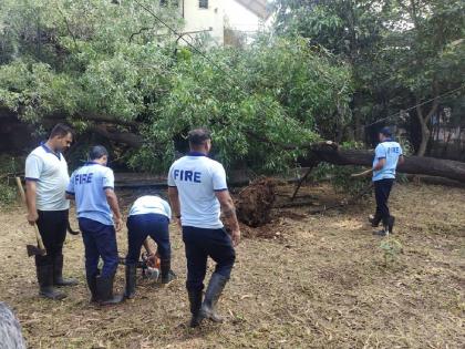 Two trees were uprooted due to rain in Dharamveer Anand Dighe Kindergarten | धर्मवीर आनंद दिघे बालउद्यानातील पावसामुळे दोन वृक्ष उन्मळून पडले