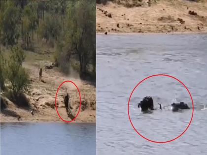 First lion attack on buffalo in jungle then crocodile also attack in river | Viral Video: सिंहाच्या तावडीतून वाचली अन् मगरीच्या जबड्यात अडकली, पाहा म्हशीच्या शिकारीचा थरार