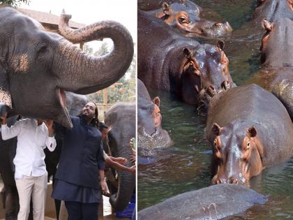 अनंत अंबानी कोलंबिया के हिप्पोपोटामस को 'वनतारा' में बचाने की पेशकश करते हैं। - Hindi News | Anant Ambani offers to rescue Colombia's hippos for 'Vantara' sanctuary. | Latest News at Lokmatnews.in